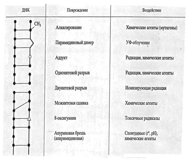 В результате внутриклеточных процессов в ДНК образуются многочисленные АPсайты - фото 2