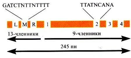 Рис 3Организация минимального ориджина прокариот Схема минимального ориджина - фото 3