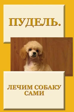 Илья Мельников Пудель. Лечим собаку сами обложка книги