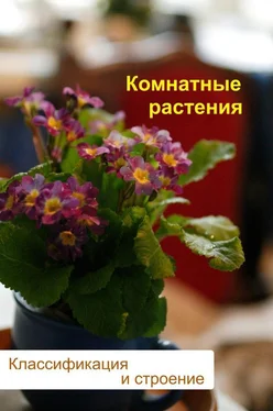 Илья Мельников Комнатные растения. Классификация и строение
