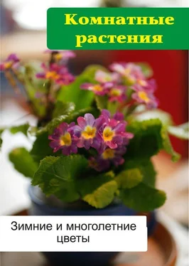 Илья Мельников Комнатные растения. Зимние и многолетние цветы обложка книги