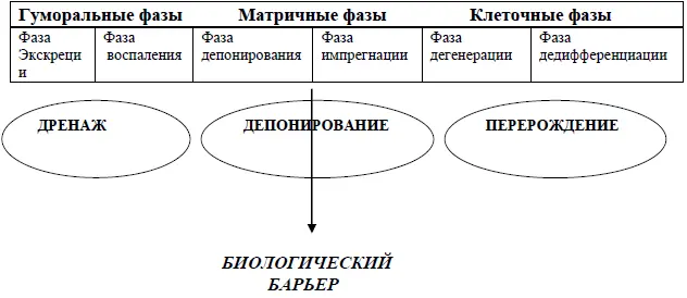 Система основной регуляции Для существования каждая клетка нуждается в - фото 1
