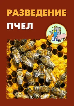 Александр Ханников Разведение пчел обложка книги