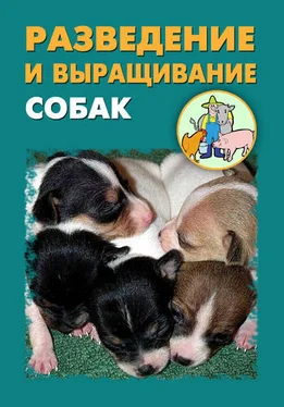 Илья Мельников Разведение и выращивание собак
