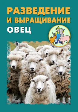 Александр Ханников Разведение и выращивание овец обложка книги