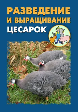 Илья Мельников Разведение и выращивание цесарок обложка книги