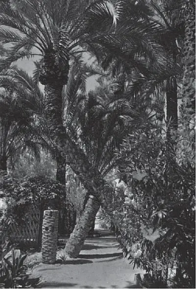 Пальмовая роща в Эльче Эльче расположенный в провинции Аликанте издревле - фото 3