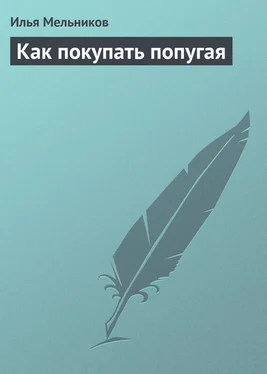 Илья Мельников Как покупать попугая обложка книги