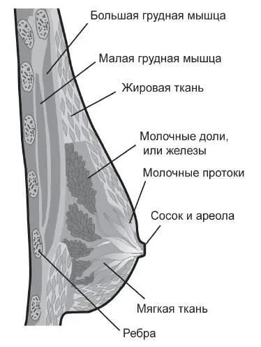 Рис 1 Строение молочной железы Дольки паренхимы иногда лежат отдельно от ее - фото 1