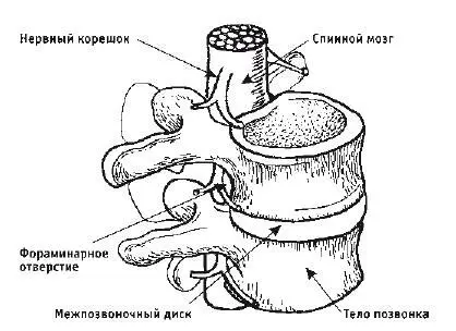 Рис 3Позвоночный двигательный сегмент В постоянном движении участвуют лишь 24 - фото 3