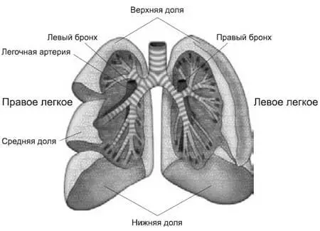 Рис 1 Легкие человека Если барахлят легкие то артериальная кровь не - фото 1