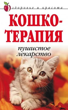 Дарья Нестерова Кошкотерапия. Пушистое лекарство обложка книги