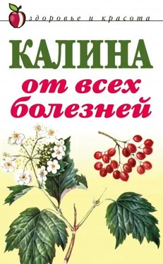 Л. Репейникова Калина от всех болезней обложка книги