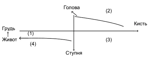 Двенадцать меридианов связанных с твердыми и полыми органами Иньмеридианы - фото 2