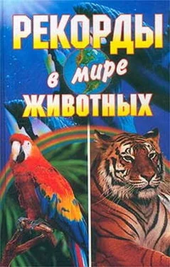 Юлия Смирнова Рекорды в мире животных обложка книги