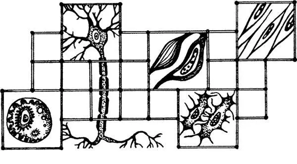 Собравшись вместе клеткиколлеги образуют тканиорганизма Из тканей строятся - фото 4