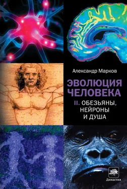 Александр Марков Обезьяны, нейроны и душа обложка книги