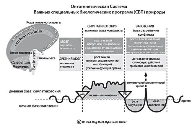 Рис 1 Рис 2 3й листок Новая мезодерма Следующий этап эволюции - фото 1
