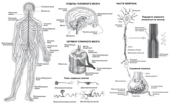 Рис 8 Нервная система человека На Рис 9 видно что там где нейрон нервная - фото 8