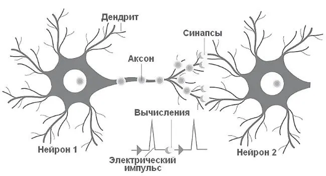 Рис 9 Соединения нейронов друг с другом Сейчас рассмотрим как мы проживаем - фото 9