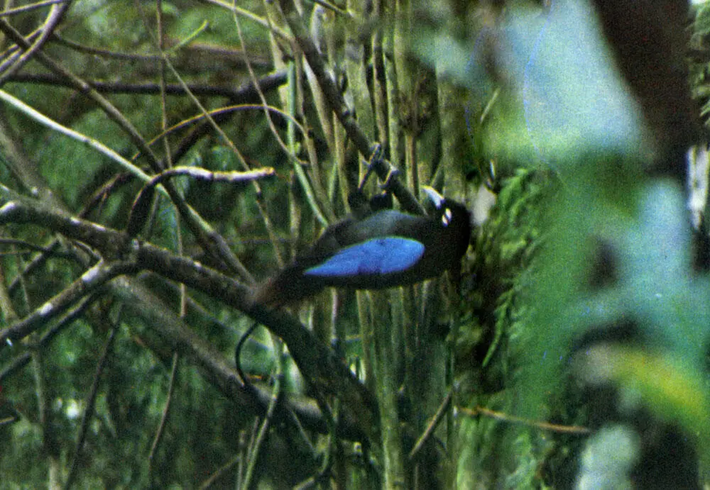 Paradisea rudolphi синяя райская птица Выдающийся акробат Демонстративная - фото 166