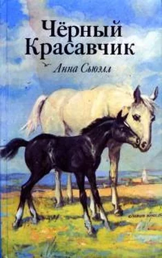 Анна Сьюэлл Черный Красавчик (с иллюстрациями) обложка книги