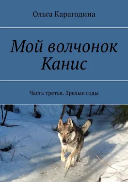 Ольга Карагодина Мой волчонок Канис. Часть третья. Зрелые годы обложка книги