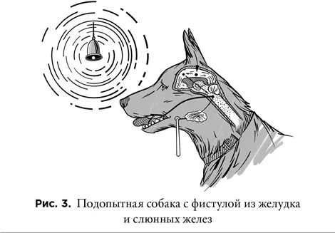 Основываясь на наблюдениях за экспериментальными моделями с выведенными наружу - фото 3