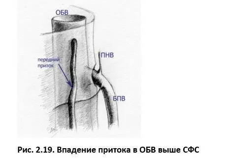 21 Бассейн большой подкожной вены 211 Анатомические варианты - фото 3