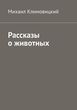 Михаил Климовицкий Рассказы о животных обложка книги