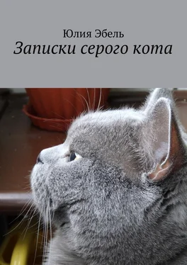 Юлия Эбель Записки серого кота. Жизнь людей глазами кота