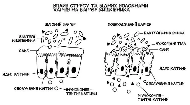 Украй важливим є врівноважене співвідношення всіх мешканців між собою й не - фото 7