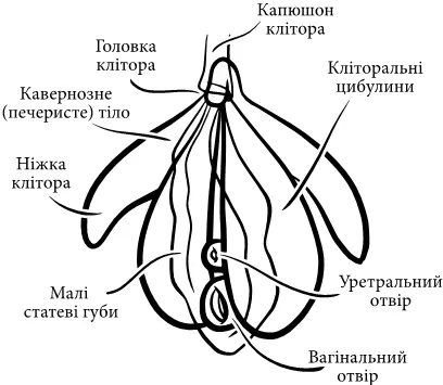 Анатомія пеніса Так само як і в клітора культурне значення пеніса обмежене - фото 2