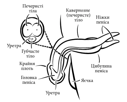 Капюшон клітора вкриває його головку так само як його гомолог крайня плоть - фото 3