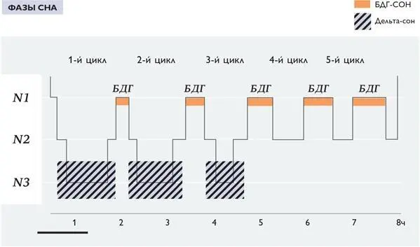 Во время сна как правило 78 часов для взрослого спящий переходит от первой - фото 14