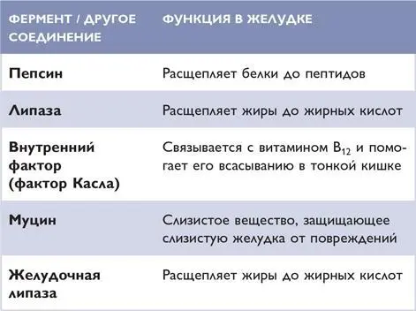 ТОНКАЯ КИШКА Тонкая кишка расположена между желудком и толстой кишкой Она - фото 73