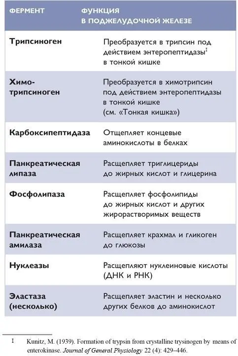 ПЕЧЕНЬ Печень расположена в правом верхнем углу брюшной полости - фото 79