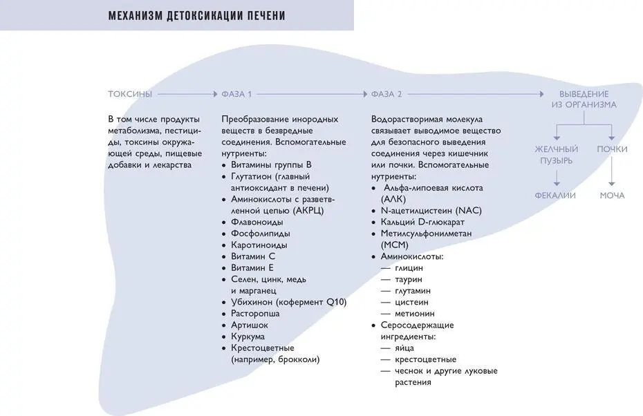 ЖЕЛЧНЫЙ ПУЗЫРЬ Желчный пузырь расположен под правой долей печени Это - фото 82