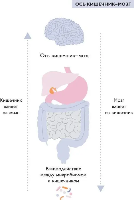 ПОРОЧНЫЙ КРУГ Двусторонняя природа сообщения между мозгом и кишечником - фото 85