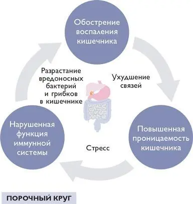 Устойчивое воспалительное состояние или дисбаланс кишечника могут вызвать - фото 86
