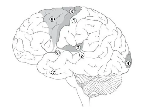1 первинна соматосенсорна кора 2 слухова кора 3 моторна кора та 4 - фото 3