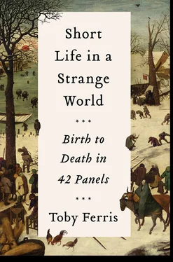 Toby Ferris Short Life in a Strange World: Birth to Death in 42 Panels обложка книги