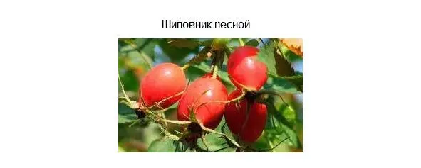 30 головок шиповника на трех литровую банку кипячёной воды Настой запариваю - фото 3