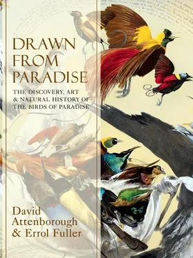 Errol Fuller Drawn From Paradise: The Discovery, Art and Natural History of the Birds of Paradise обложка книги