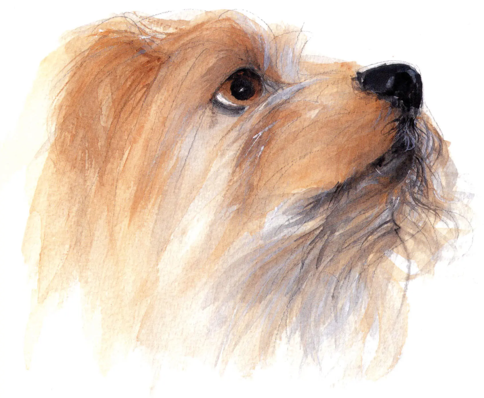 LORD ALFIE Lord Alfie is a fine aristocratic Norfolk terrier and I have had - фото 10