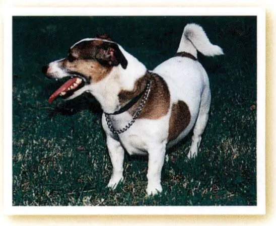 CHIPPY Chippy like many Jack Russell terriers has an over the ramparts - фото 13