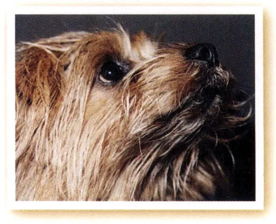LORD ALFIE Lord Alfie is a fine aristocratic Norfolk terrier and I have had - фото 9
