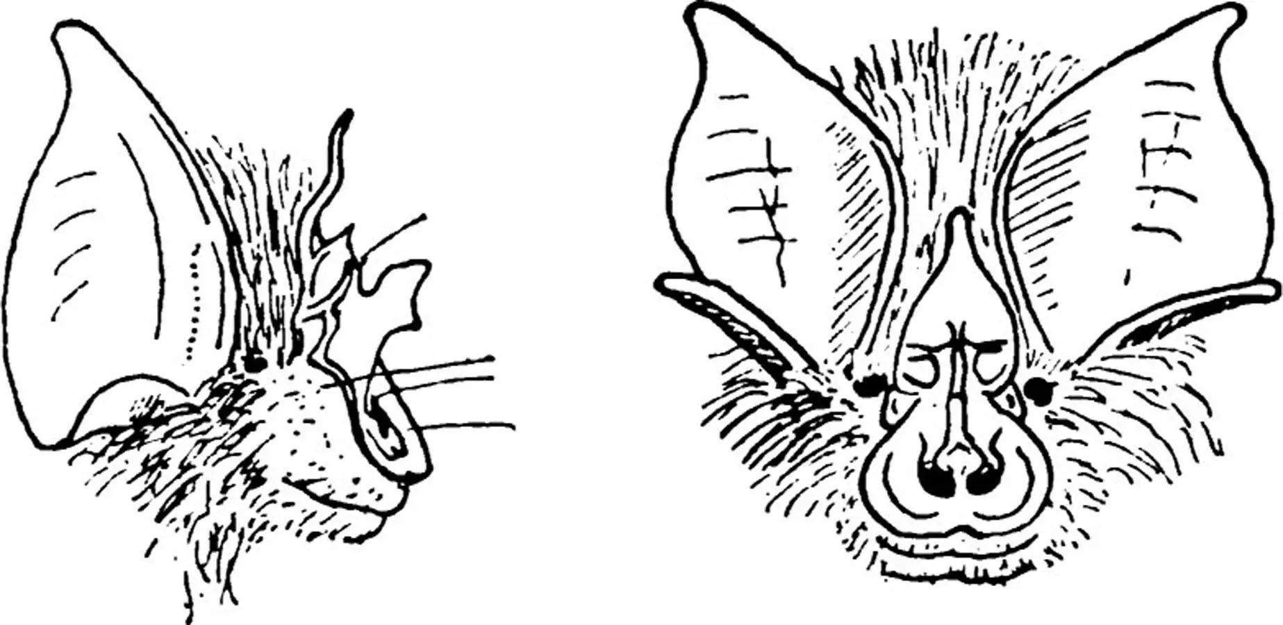 Fig 1 Side and front views of the head of a horseshoe bat to show the details - фото 1
