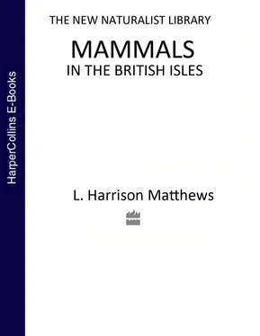 L. Matthews Collins New Naturalist Library обложка книги