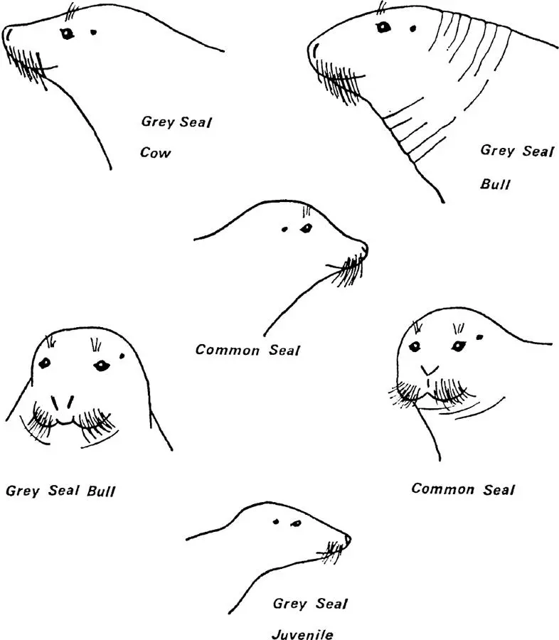 FIG 11 External differences between common and grey seals and between grey - фото 10